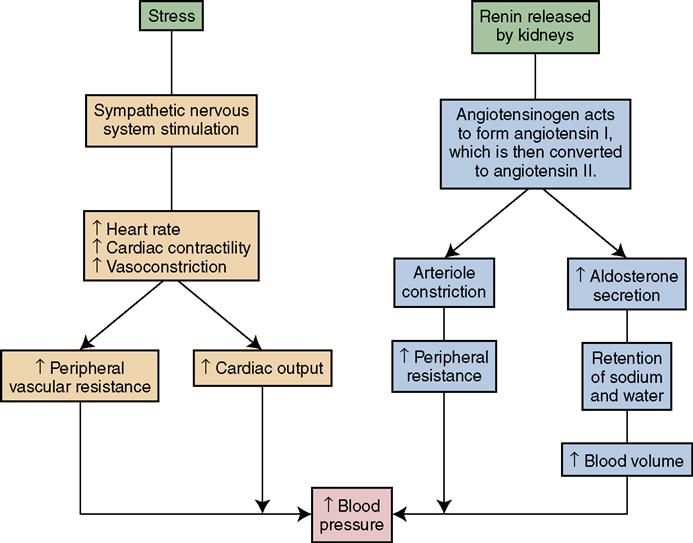 19 Care Of Patients With Hypertension And Peripheral Vascular Disease Nurse...