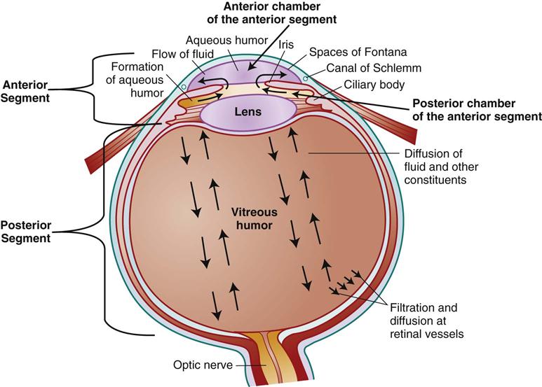 give-the-difference-between-aqueous-humor-and-vitreous-humor