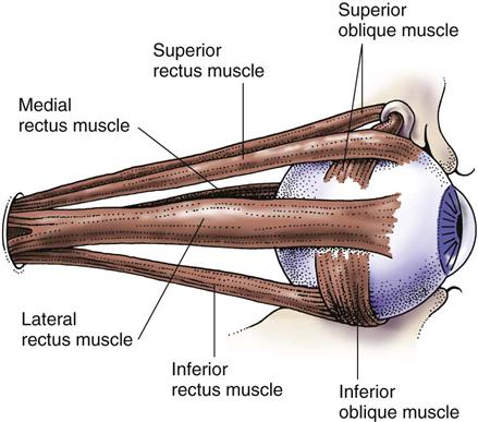 The extraocular muscles. image. 