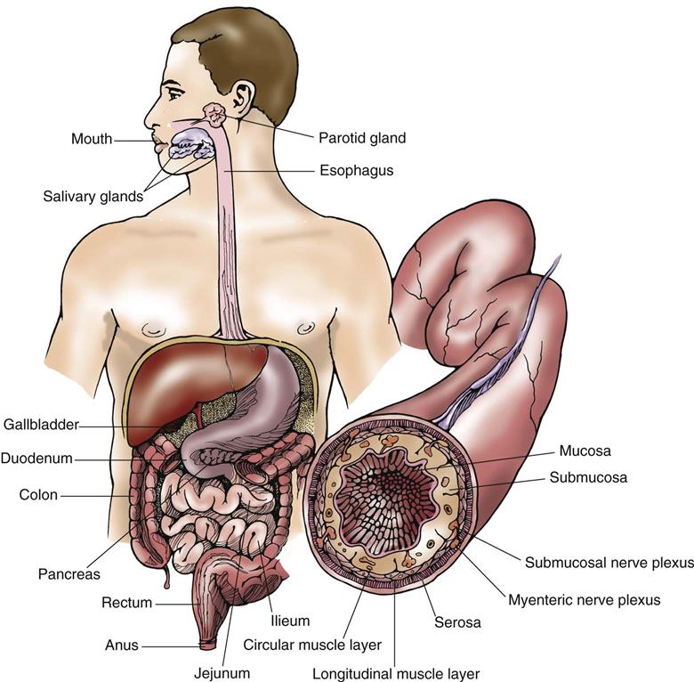 Which Is Not Another Name For The Gastrointestinal System