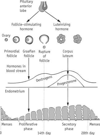 What is Menstrual Cycle? Drawing, Picture, Hormones
