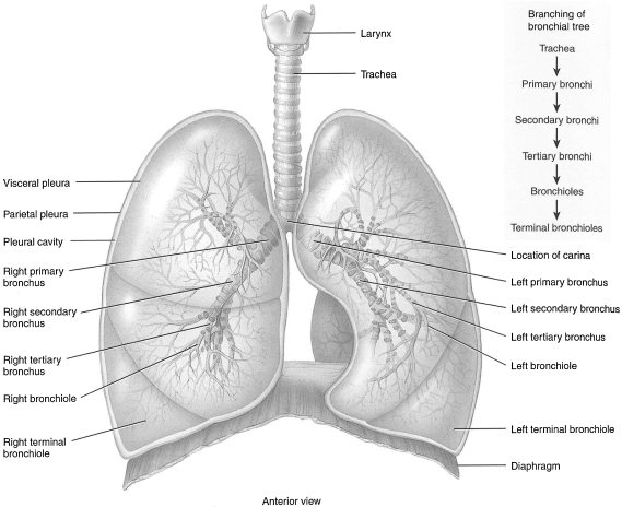 Surface anatomy and projections of the tracheobronchial tree.