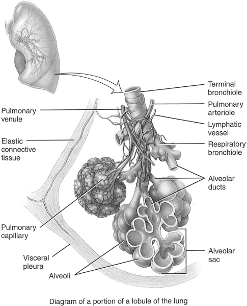 Капилляры и альвеолы легких функции. Alveolus. Respiratory bronchioles. Alveolar Ducts. Бывают люди без альвеол.