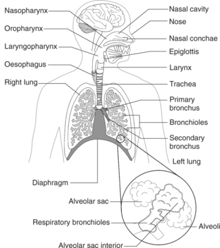 Caring for the patient with respiratory problems | Nurse Key