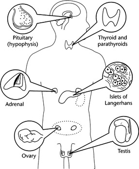 Caring for the patient with a disorder of the endocrine system | Nurse Key