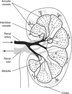 Caring for the patient with a disorder of the urinary system | Nurse Key