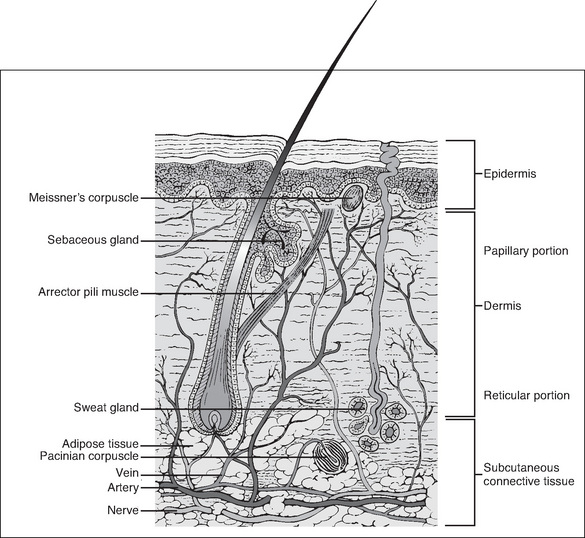 Wound healing | Nurse Key