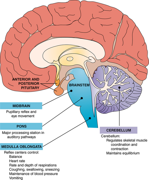 cerebrum cerebellum brain stem function