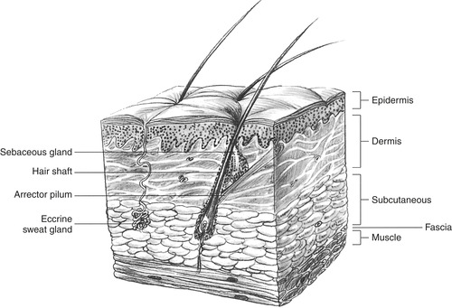 11. Wound Management 