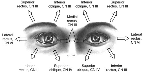 45. Ocular Emergencies | Nurse Key