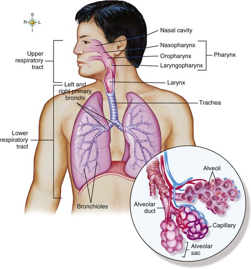 respiratory-disorders-overview-in-2023-nursing-school-nursing-school