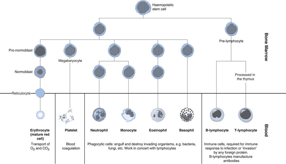 Red Blood Cell Development Stages