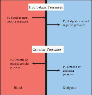 osmotic pressure and hydrostatic pressure