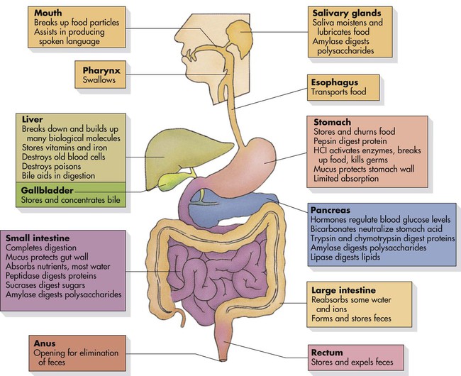 12 Parts Of The Digestive System