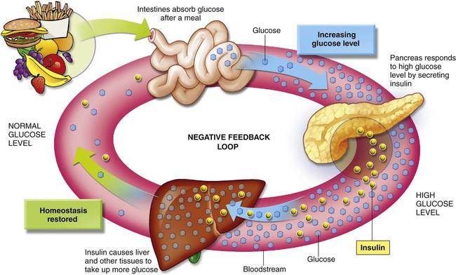 negative feedback examples pancreas