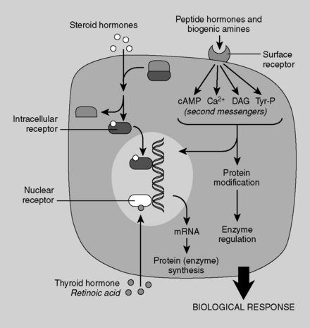 Steroid hormones activate gene expression