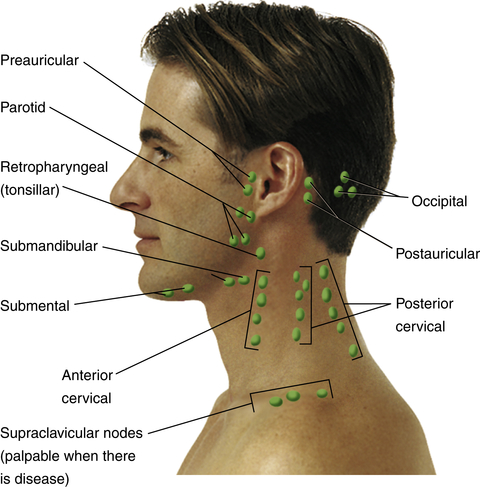 lymph nodes at back of neck