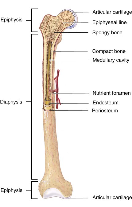 Skeletal System | Nurse Key