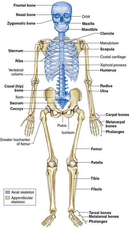 Anterior View Of Human Skeletal System With Labels High