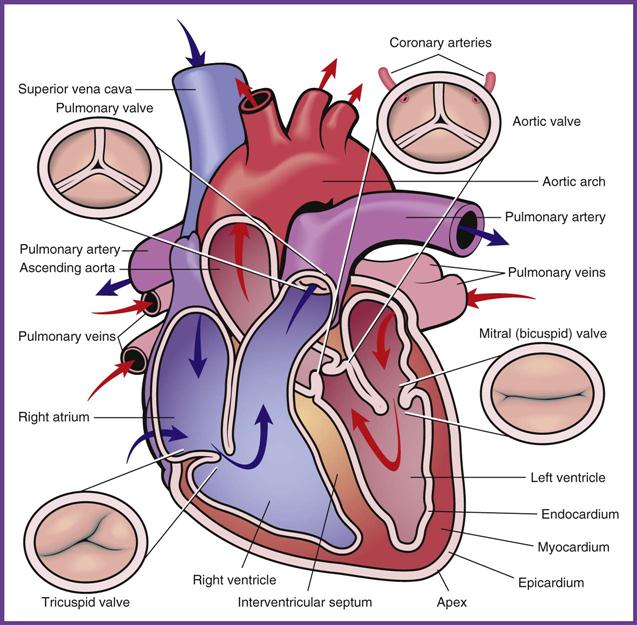 Assisting in Cardiology | Nurse Key