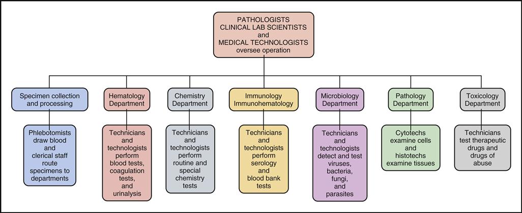 clinical-laboratory-organizational-chart-philippines