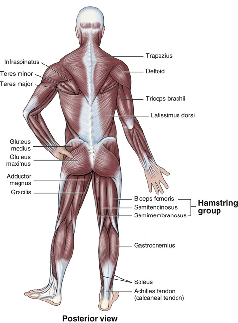 Body Structures and Functions Updated (Mindtap Course List