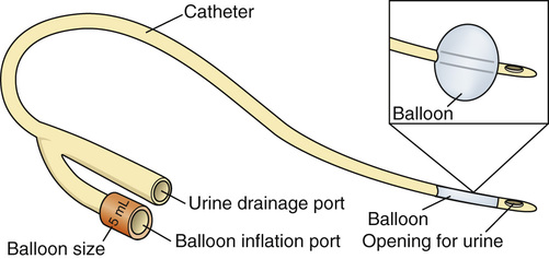 Parts of foley catheter