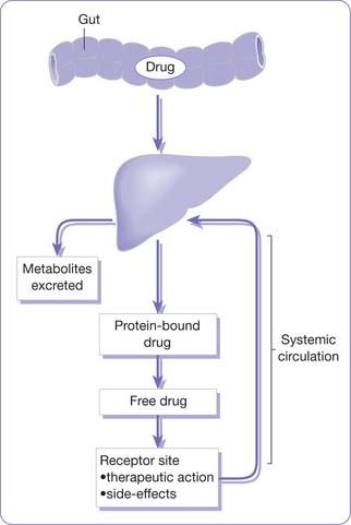 Pharmacokinetics And Pharmacodynamics | Nurse Key