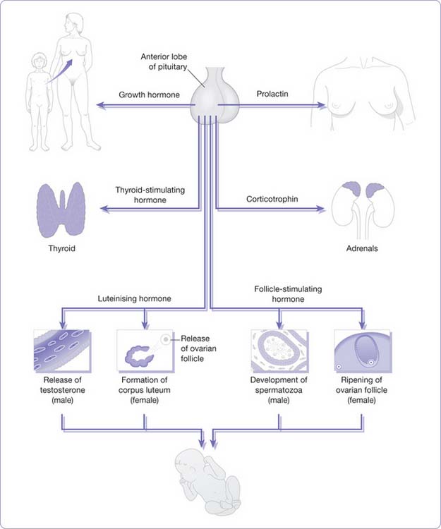 Drug Treatment Of Endocrine Disorders | Nurse Key