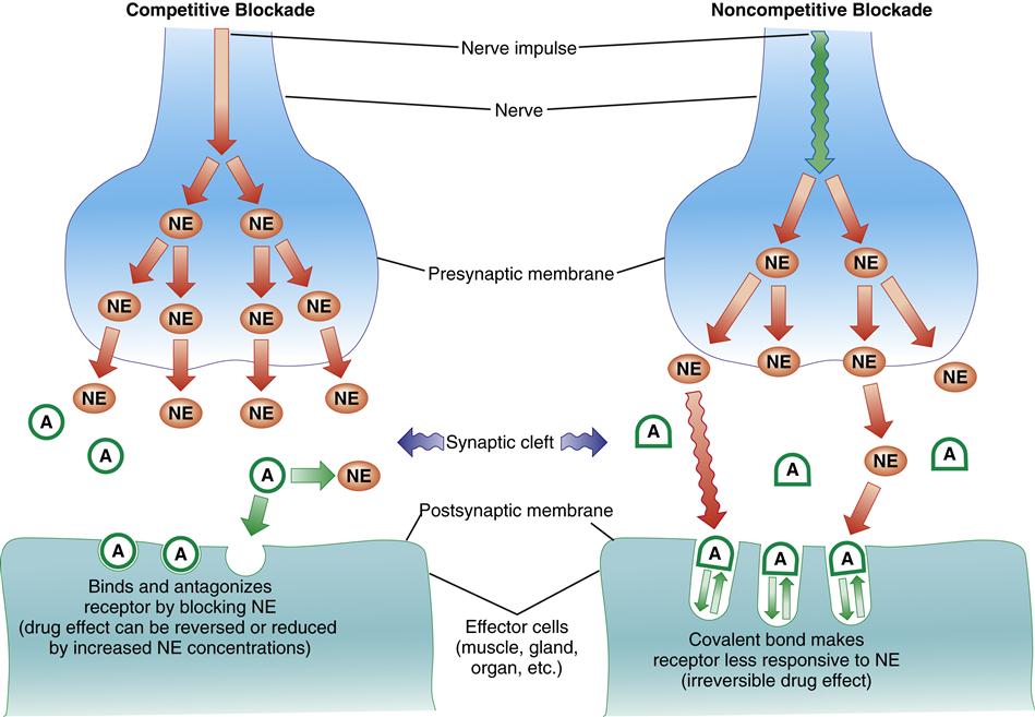 Adrenergic-Blocking Drugs | Nurse Key