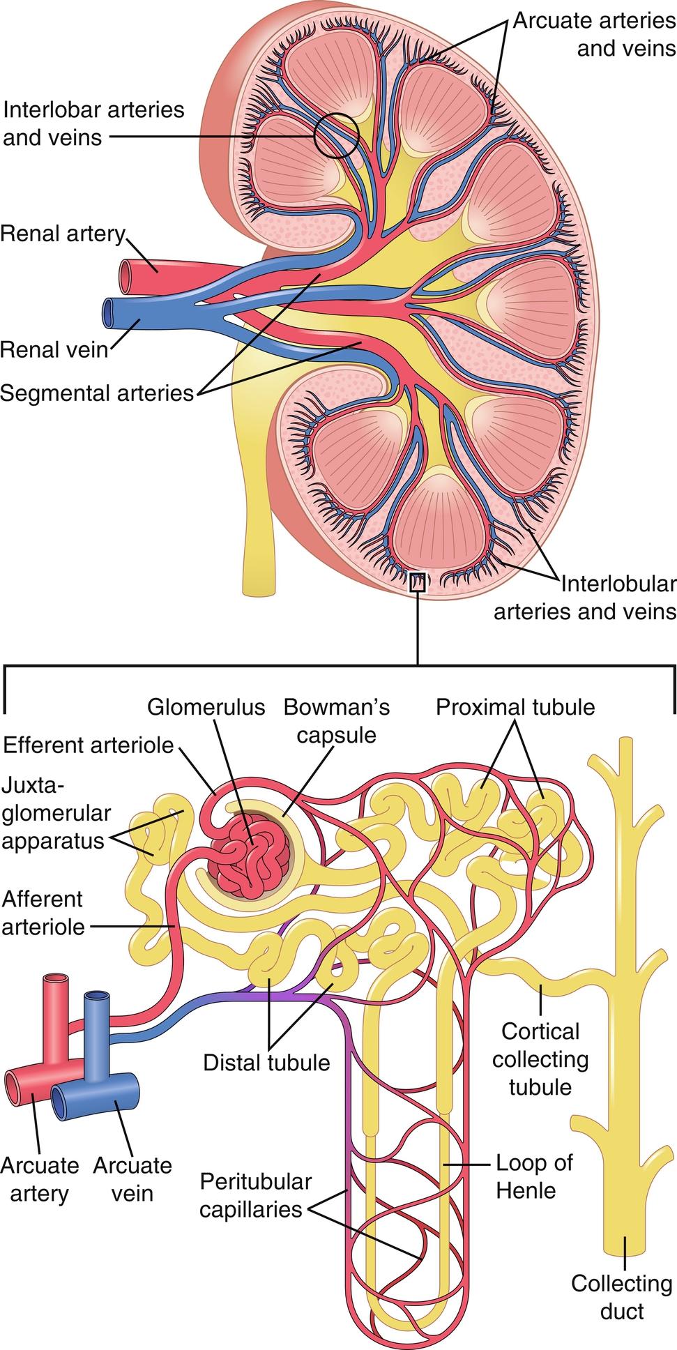 The Renal System | Nurse Key